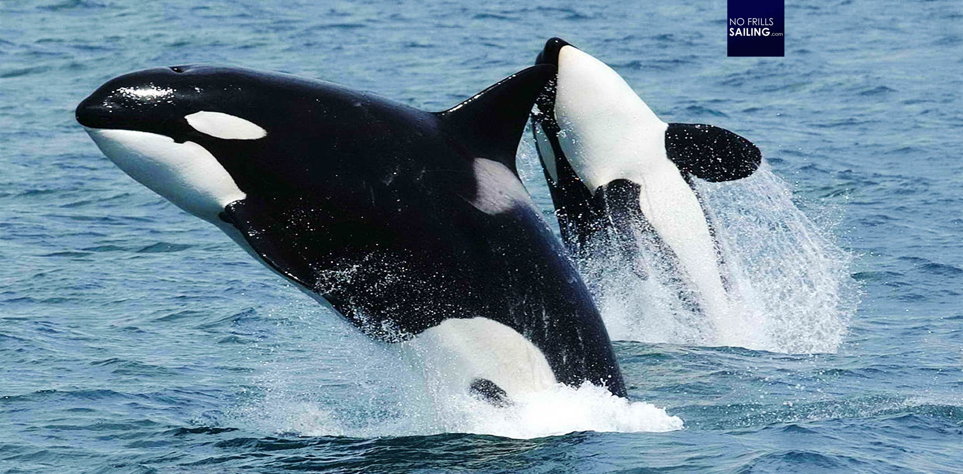 Orca Attacks: Putting in a Perspective